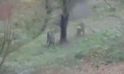 GEYİKLER GÜMELİ’DE MANCAR BAHÇESİNDE GÖRÜNTÜLENDİ.